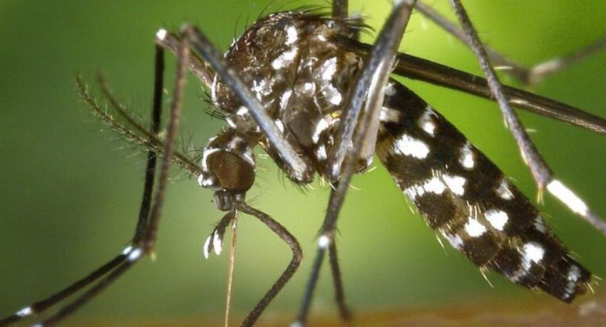 Special Dengue Eradication Drive Begins Today (13)